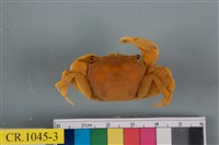 藏品(臺灣厚蟹)的圖片